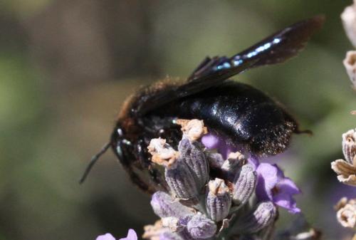 Xylocopa sp.